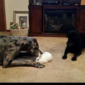 Meet your Posher, Chrissy